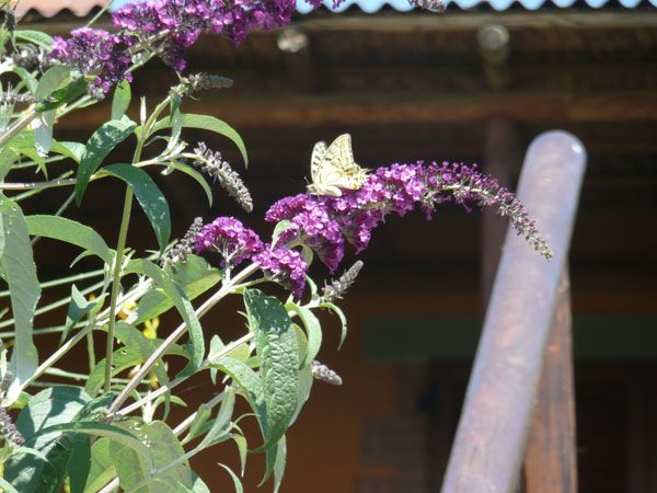 Farfalla posata su un ramo di un fiore in un paesaggio tranquillo e naturale.