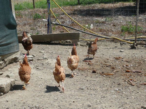 Un gruppo di galline si sposta nel cortile di un agriturismo immerso nella natura.
