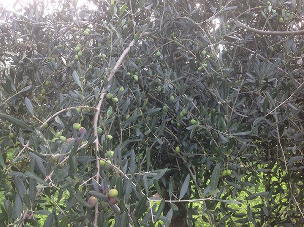 Un oliveto con piante cariche di frutti verdi e viola tra le foglie scure.