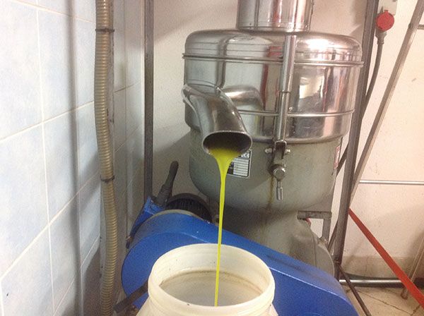 L'olio d'oliva esce da una pressa utilizzata per la spremitura presso un frantoio.