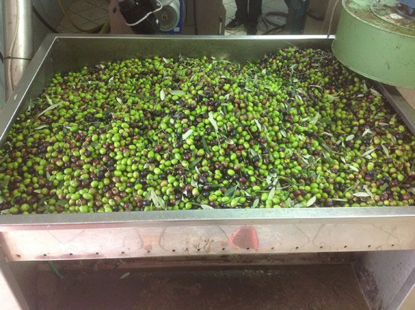 Un ampio recipiente colmo di olive in diverse sfumature di colore, pronte per essere lavorate.