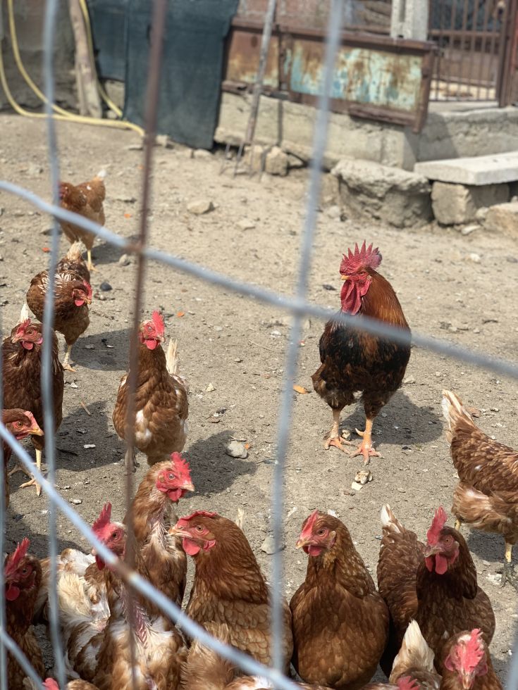 Un gruppo di galline e un gallo in un'area recintata, immersi in un ambiente rurale.