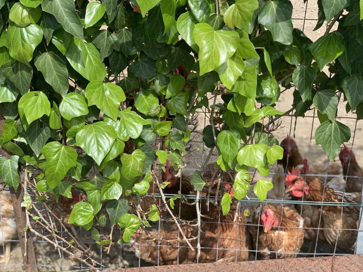 Galline e foglie verdi si intrecciano dietro una rete metallica in un ambiente di campagna.