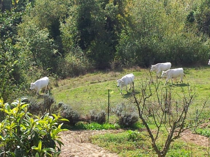 Un gruppo di mucche bianche si trova in un prato verde, circondato da alberi e cespugli.