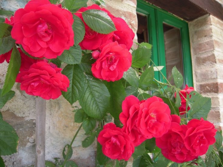 Fiori rossi che decorano una parete vicino a una finestra di colore verde.