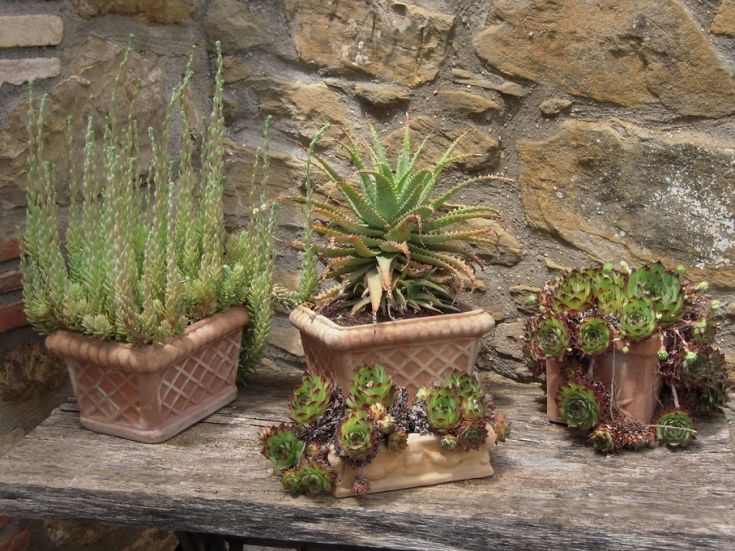 Tre vasi contenenti piante grasse sono posizionati su un tavolo in legno.