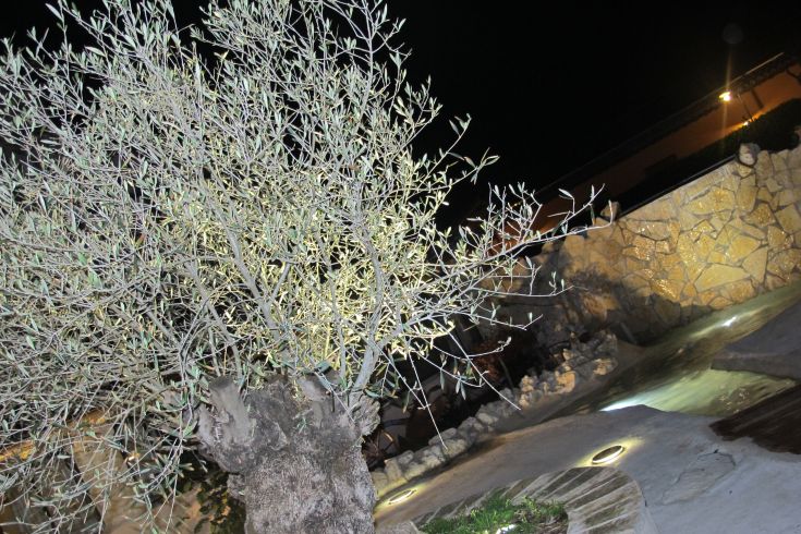 Un olivier éclairé la nuit, entouré d'une atmosphère calme et relaxante.