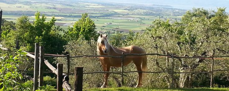 Un cavallo che pascola tranquillamente in un verde paesaggio collinare.