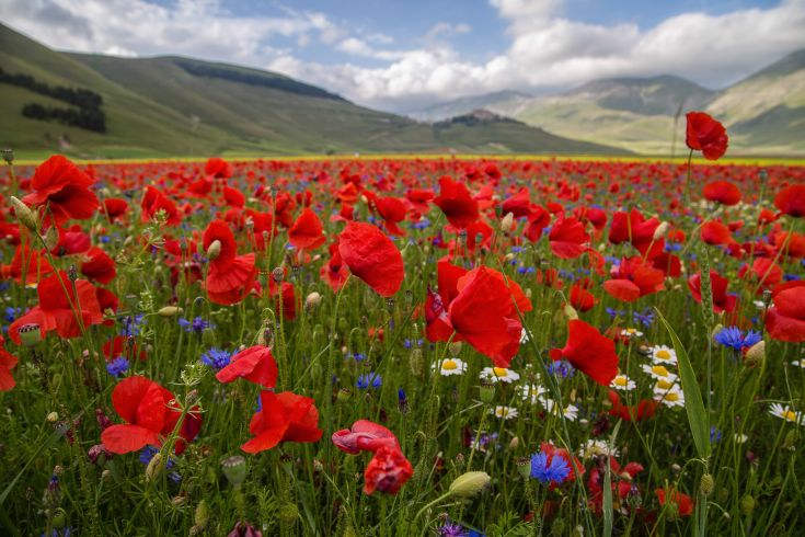 Ein Feld mit roten Mohnblumen und anderen Blumen in einer natürlichen Umgebung.