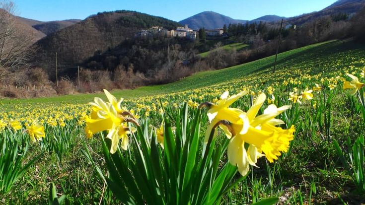Un campo di narcisi gialli si estende sotto il cielo sereno, con montagne sullo sfondo e un piccolo borgo.