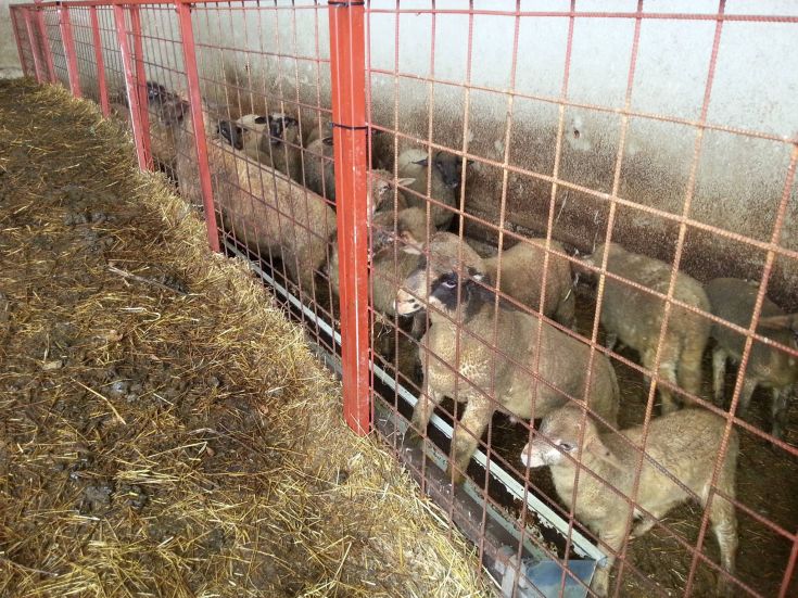 Pecore in un recinto, circondate da un paesaggio rurale, con fieno sparso sul terreno.