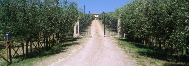 Un chemin menant à une ferme entourée d'oliviers dans les collines verdoyantes de l'Ombrie.