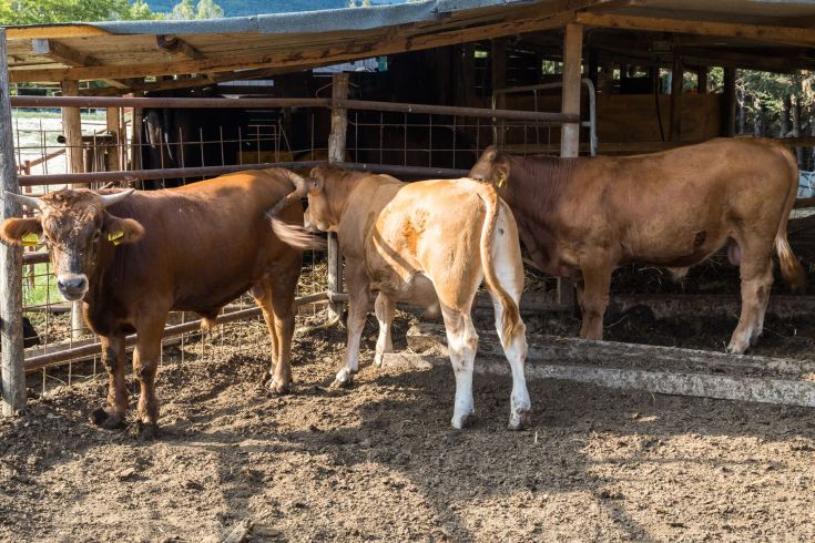 Mucche che pascolano in un agriturismo circondato dalla campagna umbra, rappresentano la vita agricola locale.