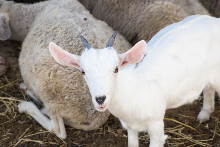 Capretta bianca in primo piano, immersa in un ambiente rurale con altri animali. Una scena di calma e natura.