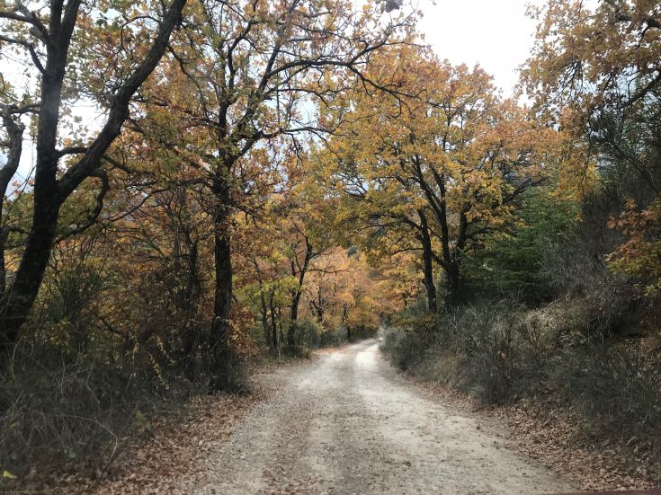 Ein natürlicher Weg, umgeben von Bäumen in herbstlichen Farben.