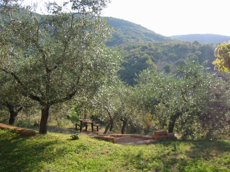 Ein ruhiger Olivenhain, umgeben von der Natur, der ein Gefühl von Frieden schenkt.