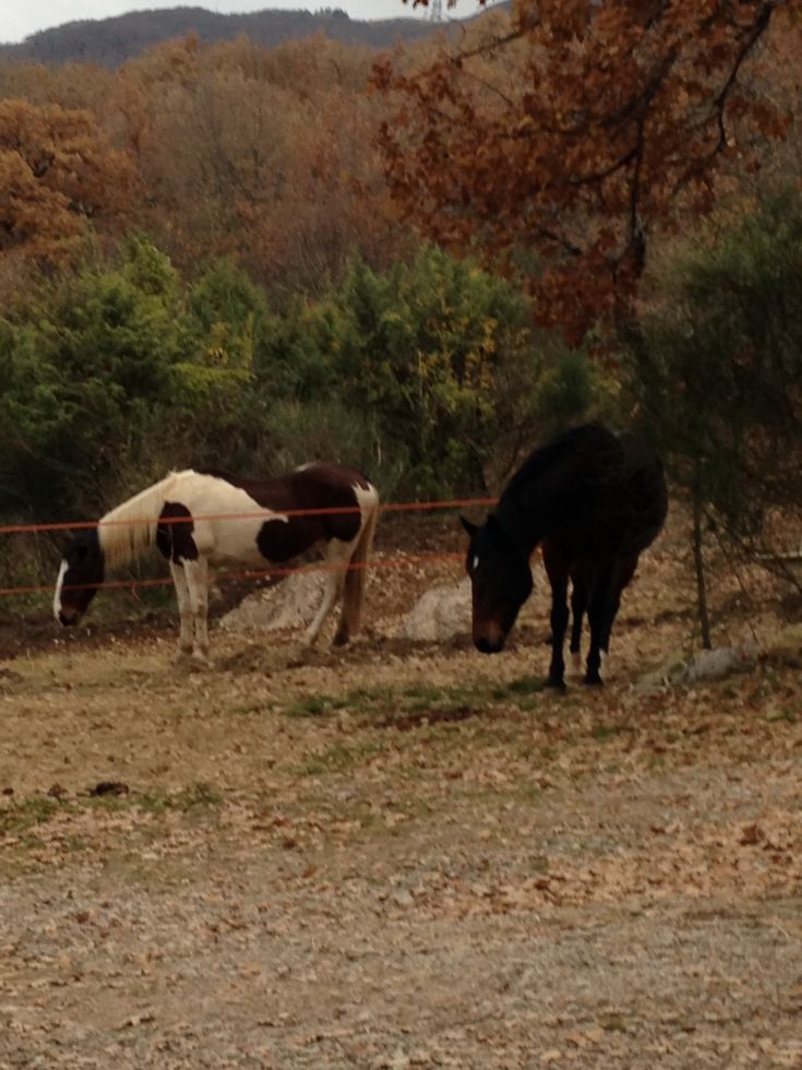 Zwei Pferde befinden sich in einem offenen Gebiet, umgeben von Bäumen und grünem Gras.