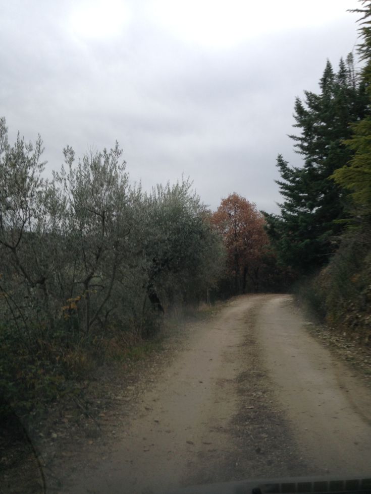 Ein ruhiger Weg, umgeben von Olivenbäumen und Grün, ideal für einen friedlichen Spaziergang in der Natur.