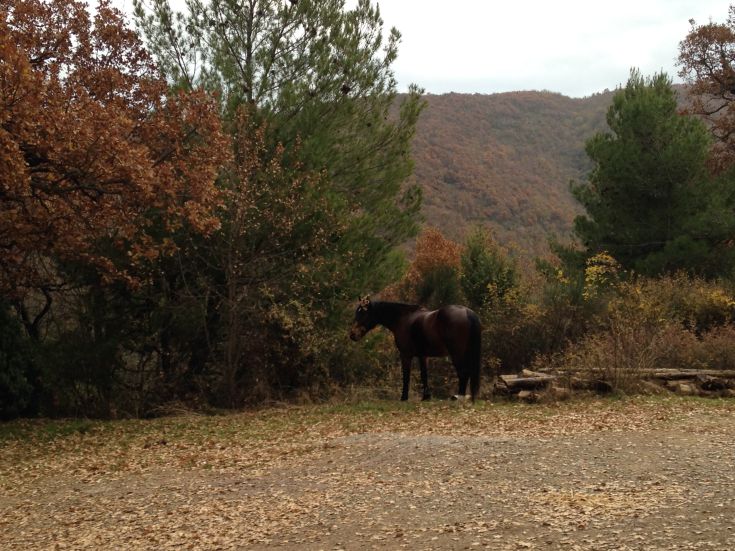 Ein Pferd in einem herbstlichen Wald, umgeben von Bäumen mit bunten und gefallenen Blättern.