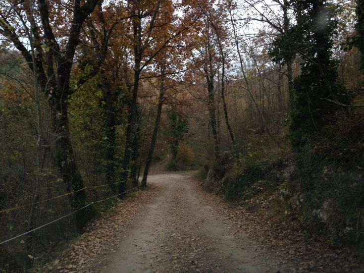 Herbstweg, umgeben von Bäumen mit bunten Blättern, ideal für entspannende Spaziergänge.