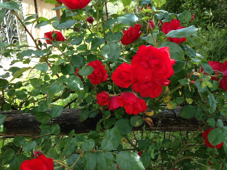 Eine blühende rote Rose in einem Garten, umgeben von grünen Pflanzen und einem Holzzaun.