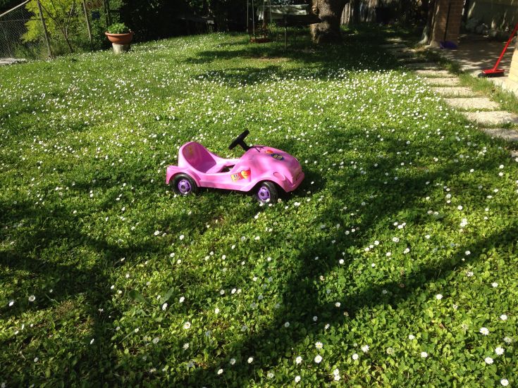 Ein rosa Spielzeugauto steht auf einem blühenden Rasen, im Sonnenlicht erleuchtet.