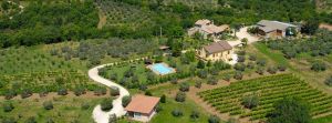 Farmhouse surrounded by olive trees and vineyards, featuring a pool and cozy apartments.