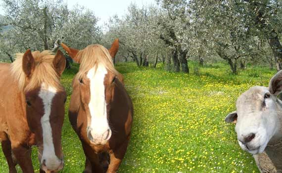 Horses and sheep grazing in a green meadow, surrounded by olive trees in a natural setting.
