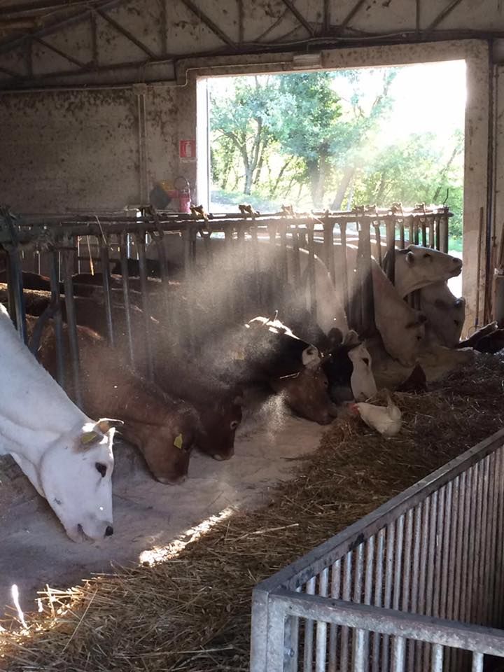 A barn with cows and a hen, illuminated by sunlight filtering through openings.