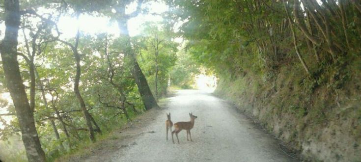Due cervi in un'area naturale su una strada in terra battuta, immersi in un contesto verde e rilassante.