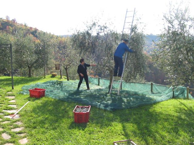 Due persone raccolgono olive in un uliveto, circondate da piante di ulivo verdi.
