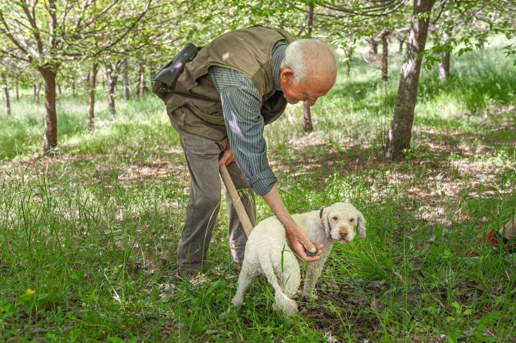 Un uomo anziano accarezza un cane in un bosco, tra alberi e natura rigogliosa.