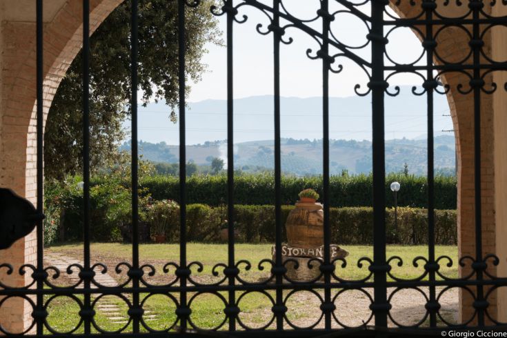 A view of lush green hills with olive groves and vineyards, bordered by a simple fence.