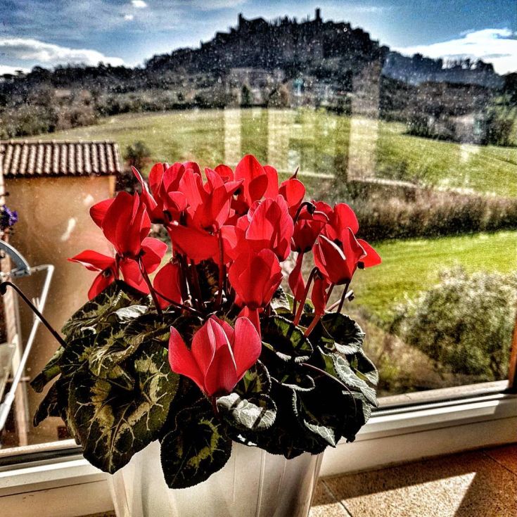 Fiori rossi in vaso con panorama su un paesaggio verde e rigoglioso.