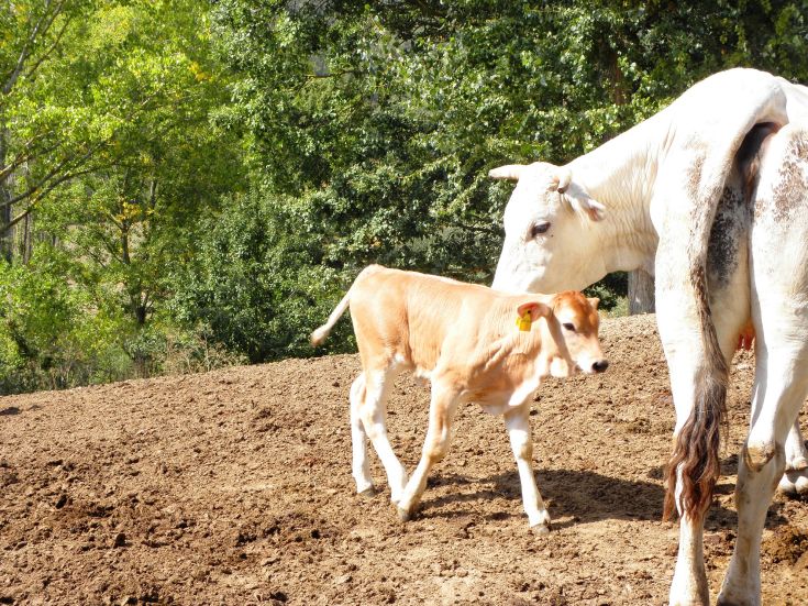 A cow and her calf graze peacefully in a bright green field, under a serene and natural setting.