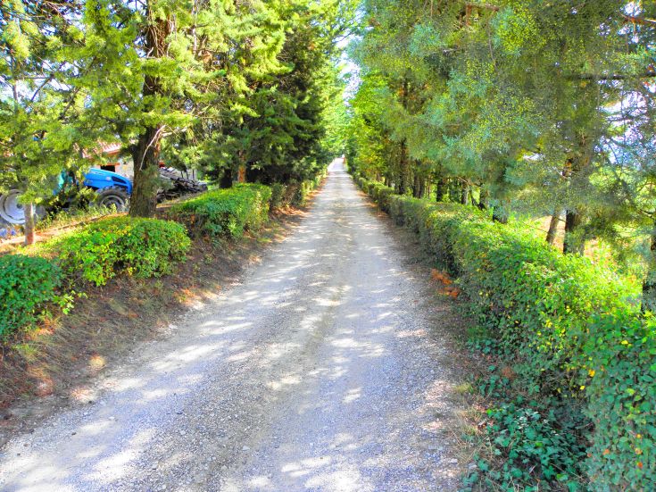 A dirt road surrounded by trees and hedges, showcasing a serene corner immersed in nature.