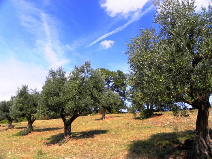 Ancient olive trees in a serene, natural landscape, embodying the essence of the Umbrian countryside.