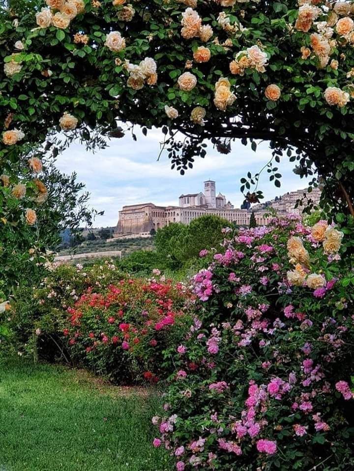 Des roses en fleurs avec un palais de style religieux en arrière-plan, entouré de végétation verte.