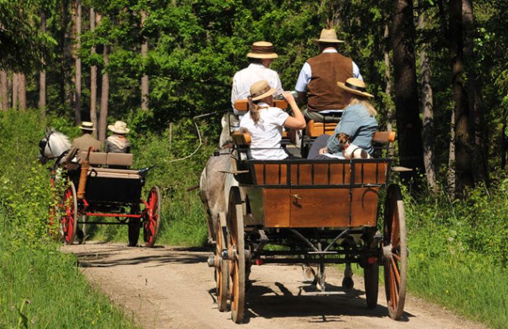 Eine Gruppe von Menschen in einer Kutsche, die durch einen Wald fährt, umgeben von üppigem Grün.