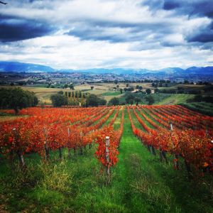 Ein herbstlicher Weinberg mit Reihen von Reben in warmen Farben und einer hügeligen Landschaft im Hintergrund.