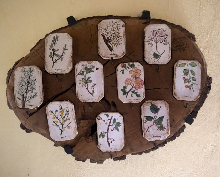 Un collage di schede con illustrazioni di piante e fiori su un tronco di legno, ideale per decorare gli spazi.