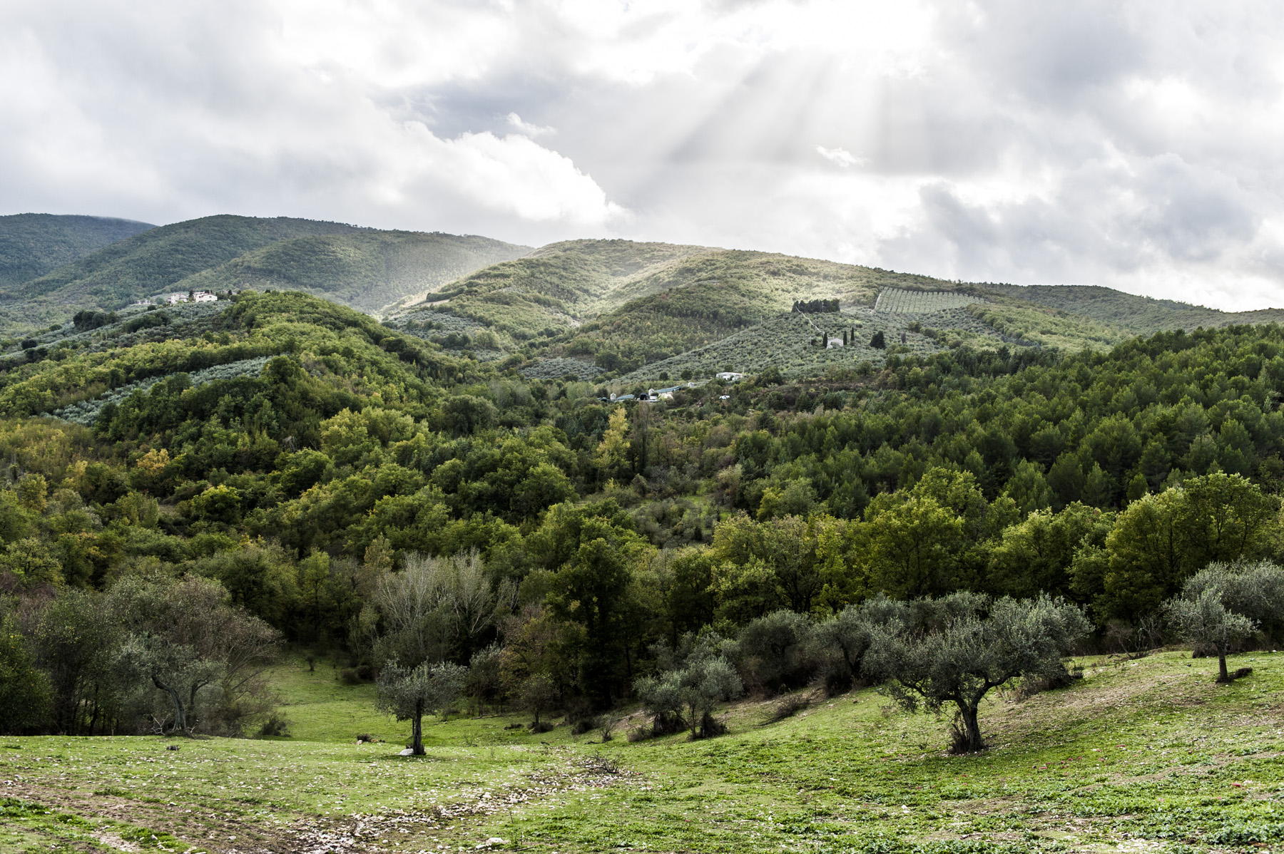 Scena collinare tipica dell'Umbria, caratterizzata da alberi verdi e oliveti che invitano a un soggiorno tranquillo.