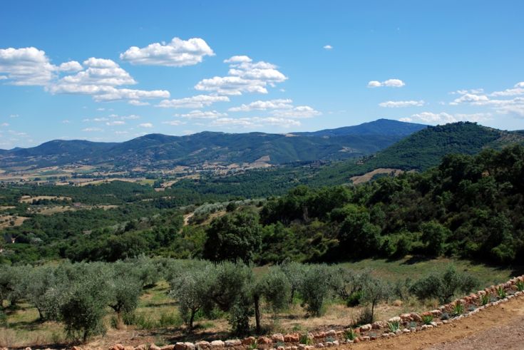 A scene of the hills surrounding Lake Trasimeno, adorned with olive trees and lush vegetation.