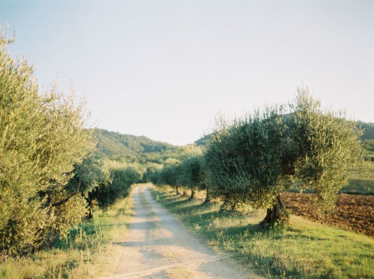 A path surrounded by olive trees along green hills: a typical and peaceful landscape of Umbria.