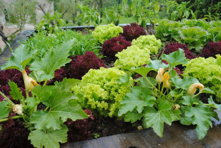 A well-tended garden featuring green and red lettuce, zucchini flowers, and various aromatic herbs.