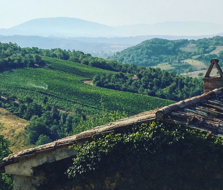 A scene in the Umbrian hills, featuring vast expanses of vineyards stretching into the distance.