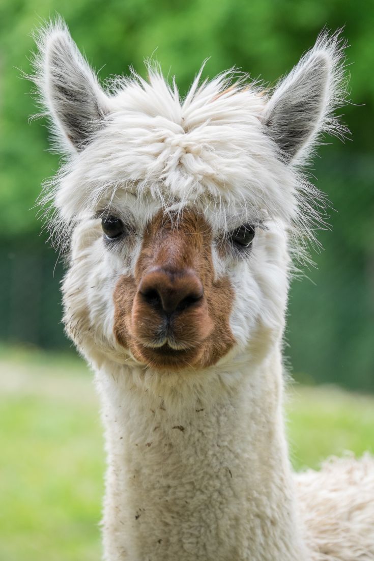 A soft-furred alpaca with lively eyes in a lush green natural environment.