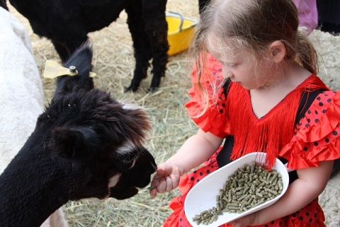 A girl in a red dress gently feeds an animal, showing affection and care.