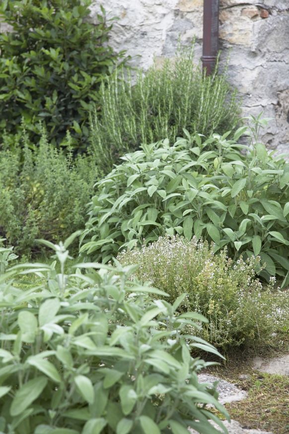 A well-kept garden with various green aromatic plants, featuring a serene and relaxing atmosphere.