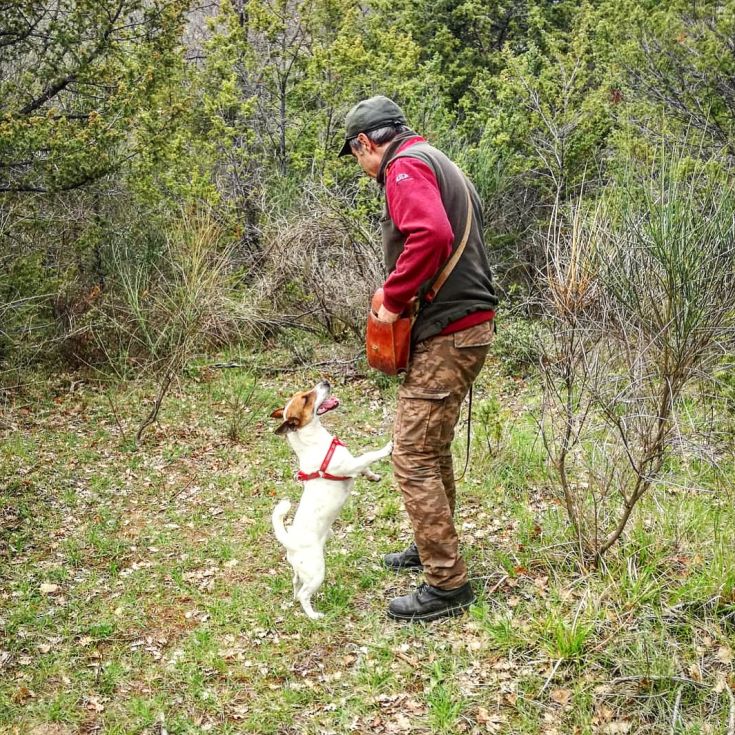 A man plays with a dog in a well-maintained green area surrounded by plants and trees.